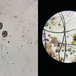 Görmemekte Direnilen Salgın: UYUZ