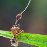 Cordyceps'in Zombi Karıncaları