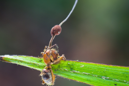 Cordyceps'in Zombi Karıncaları