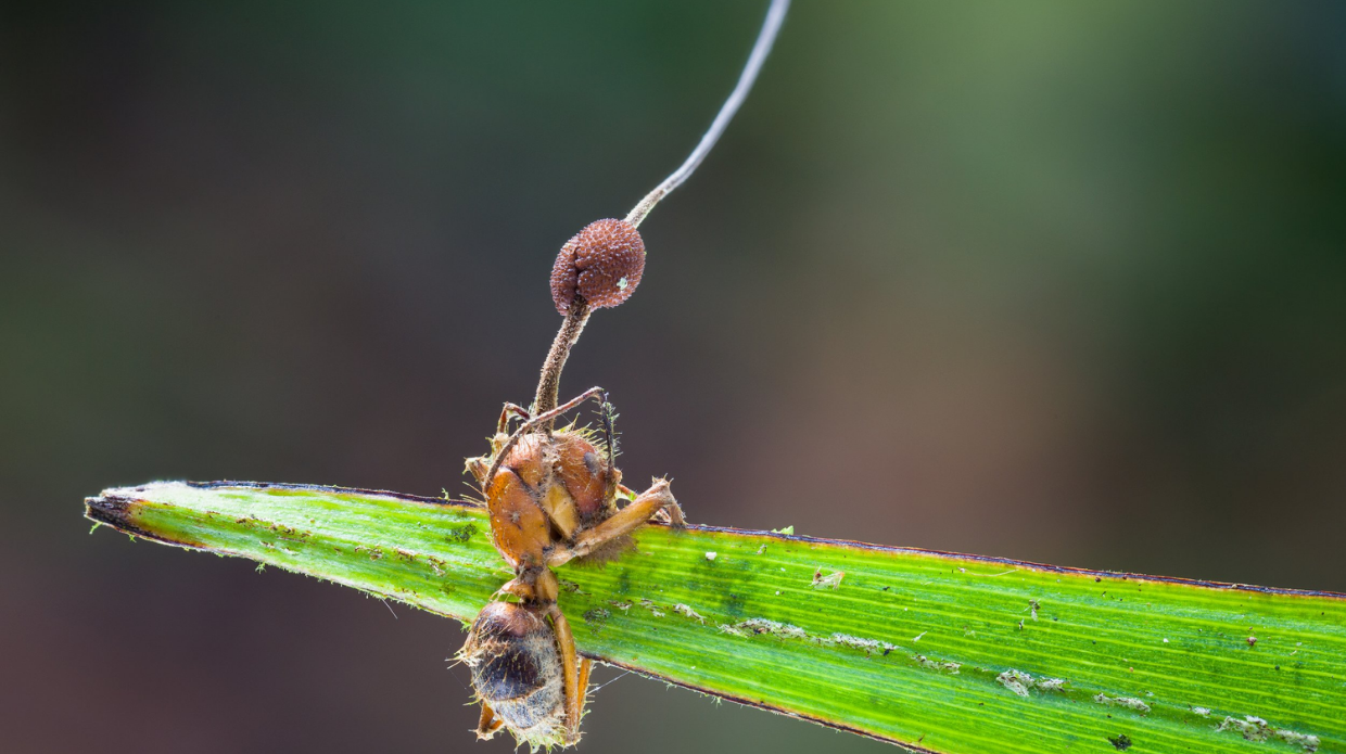 Cordyceps'in Zombi Karıncaları