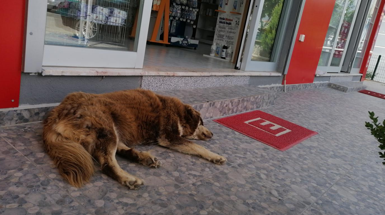 İlaçlar Yaşatmak İçin Öldürmek İçin Değil